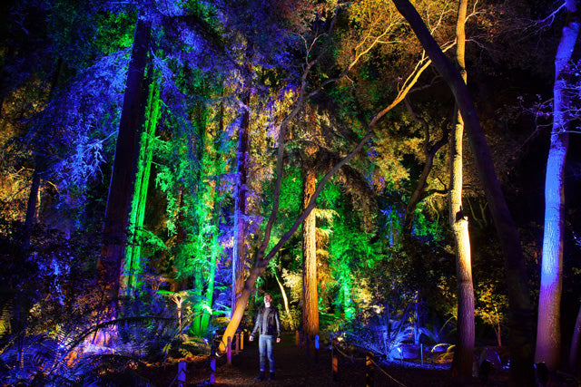 Lightswitch and Elation Lighting Magic at Descanso Gardens “Enchanted Forest of Light”