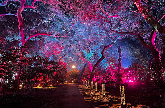 Proteus helps fulfill Lightswitch design for “Enchanted Forest of Light” at Descanso Gardens
