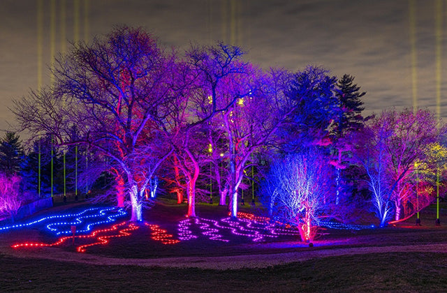 Over 700 Elation lights for 2020 Illumination – Tree Lights at The Morton Arboretum